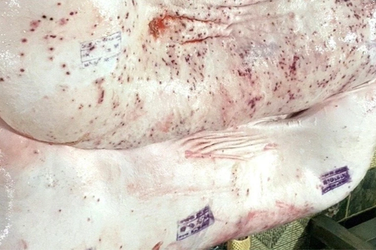 Làm rõ sai phạm trong việc đóng dấu kiểm dịch heo bệnh của Công ty C.P Việt Nam