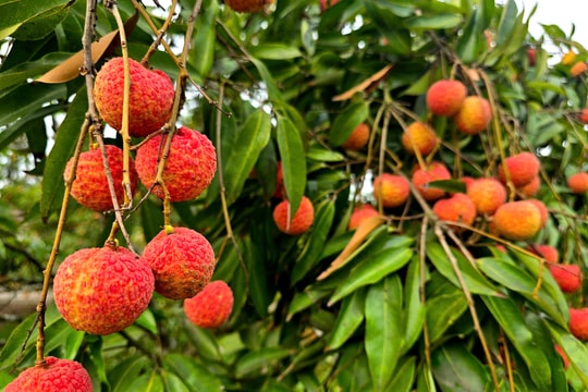 Vải Thanh Hà vào vụ