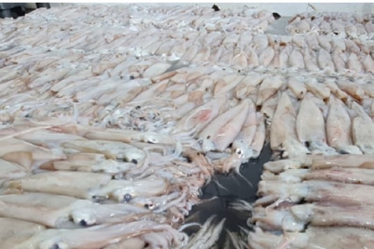 Thái Bình tạm giữ hơn 3,7 tấn hải sản không rõ nguồn gốc