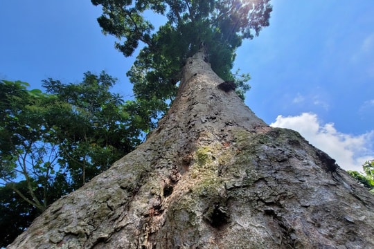 Ngắm cây lim di sản khoảng 700 tuổi