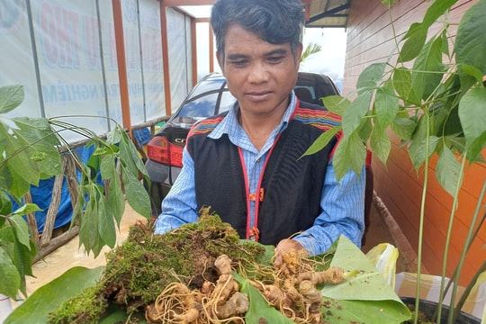 Khai mạc Phiên chợ sâm Ngọc Linh và Ngày hội văn hóa Xơ Đăng