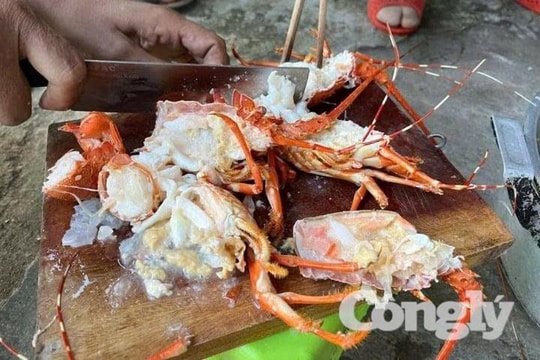 Lật tẩy chiêu trò biến tôm hùm chết thành hàng tươi sống