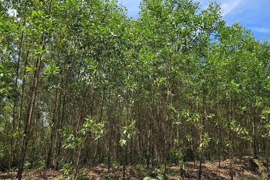 Quảng Trị: Hơn 200 ha rừng bị sử dụng trái phép, trách nhiệm thuộc về ai?