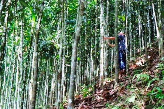 Trà Bồng (Quảng Ngãi) mở rộng thêm vùng trồng quế