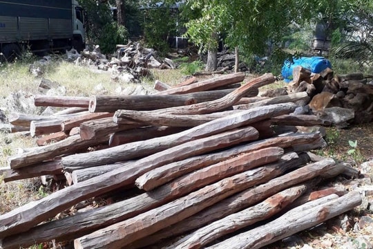 Bình Thuận: Chủ động đối phó với nạn phá rừng