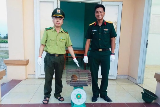 Sĩ quan quân đội giao nộp cá thể cu li nhỏ cho kiểm lâm tại Huế