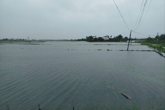 Quảng Nam: Hàng ngàn héc-ta lúa mới gieo sạ ngập trắng do mưa lớn