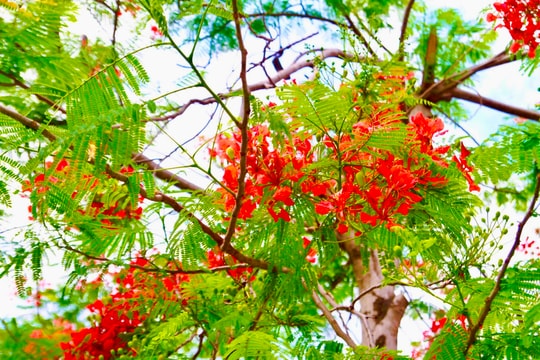 Ngắm phượng nở rực trời Hà Nội những ngày vào hạ