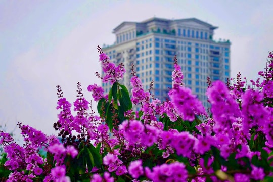 Ngắm hoa bằng lăng tím rợp trời Hà Nội