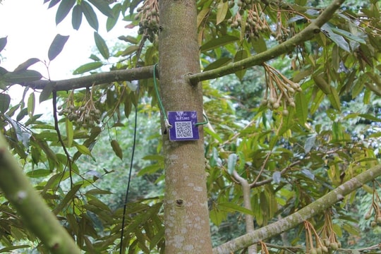 Đắk Lắk: Xây dựng chuỗi sầu riêng luồng xanh, nói không với chất cấm