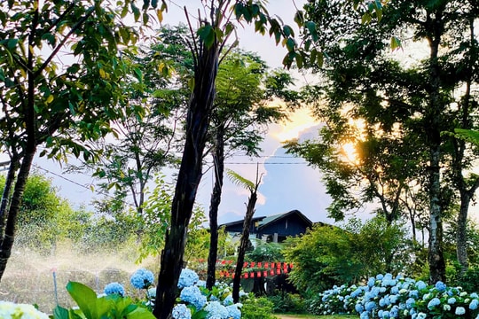 Nhóm 9X rời phố lên "cổng trời" Bình Định khởi nghiệp dược liệu