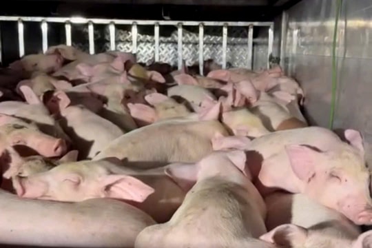 Tạm giữ hơn 100 con heo không có giấy chứng nhận kiểm dịch