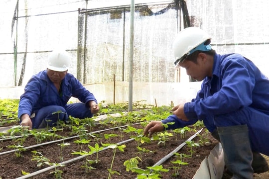 Đình chỉ sử dụng mã số vùng trồng sâm Ngọc Linh do chưa đủ điều kiện