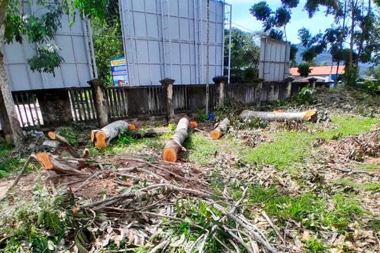 Bình Định: Cưa cây xà cừ trong trụ sở UBND xã để bán trước ngày sáp nhập