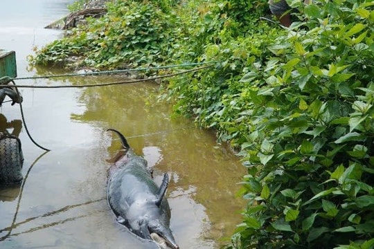 Phát hiện xác cá heo nặng 130 kg chết trên sông Ông Đốc