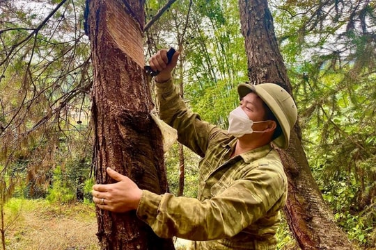 Cây thông “xóa nghèo”