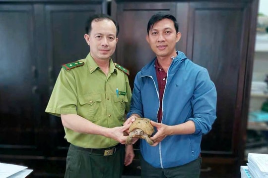 Kiểm lâm TP.HCM tiếp nhận hai con rùa núi vàng