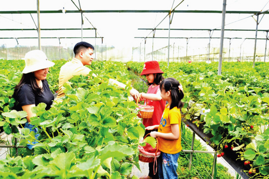 Tây Bắc cần “liên kết thông minh” để nông sản vươn xa