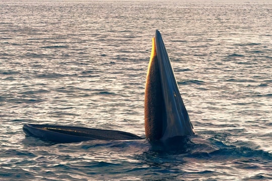 Cá voi Bryde 'khủng' xuất hiện tại vùng biển Nhơn Lý