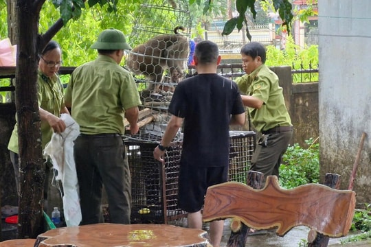 Bắt được cá thể khỉ tấn công bé gái 10 tuổi ở Quảng Trị