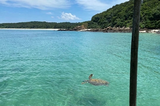 Giải cứu rùa biển quý hiếm ở Cô Tô