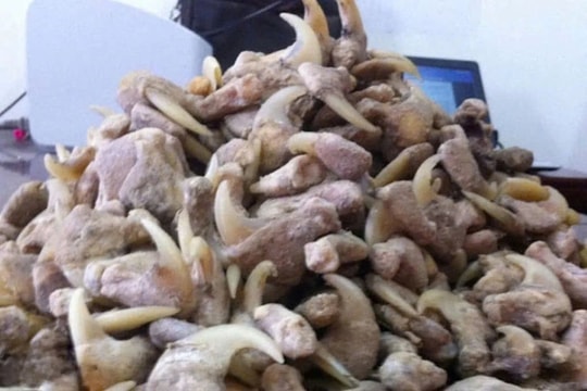 Bị phạt hơn 262 triệu đồng vì mua, tàng trữ xương sư tử, móng vuốt