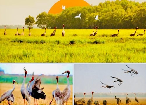 Vườn Quốc gia Tràm Chim: Vẻ đẹp hoang sơ giữa lòng Đồng Tháp Mười