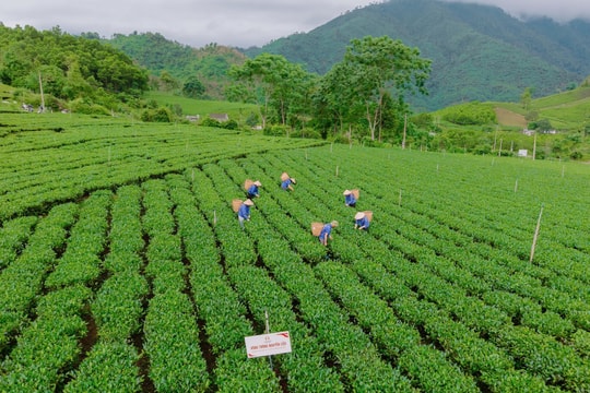 Vùng chè Thái Nguyên nâng chất, xây dựng thương hiệu