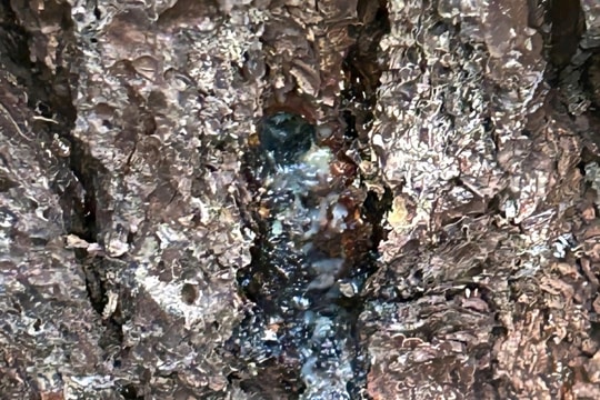 Tăng cường bảo vệ rừng thông trước tình trạng cây chết bất thường