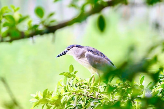 Nét yên bình bên Hồ Gươm