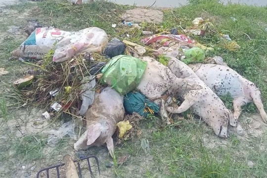 Truy tìm thủ phạm vứt xác lợn chết ra sông
