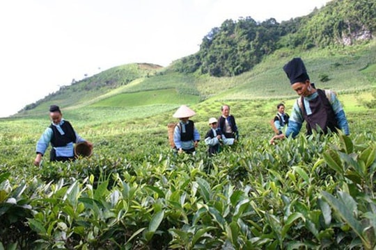 Đề xuất miễn thuế cho doanh nghiệp sử dụng lao động là người dân tộc thiểu số