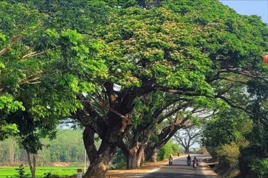 Nhiều cây me tây cổ thụ dọc Tỉnh lộ 672 bị lột vỏ