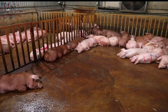 Triệt phá đường dây giết mổ, tiêu thụ thịt lợn nhiễm bệnh quy mô lớn