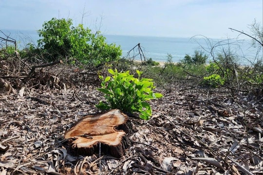 Hơn 1.400 cây keo bị chặt phá tại rừng phòng hộ ven biển ở Huế