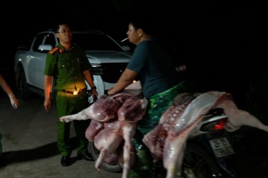 Hà Nội: Khởi tố 3 vụ án buôn bán, tiêu thụ lợn chết, lợn bệnh ra chợ, quán ăn