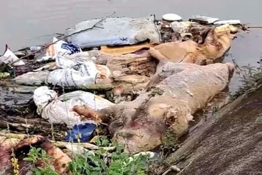 Xác lợn chết vứt bừa bãi trên kênh