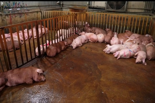 Buôn bán thực phẩm nhiễm bệnh, không chỉ sai, mà là tội