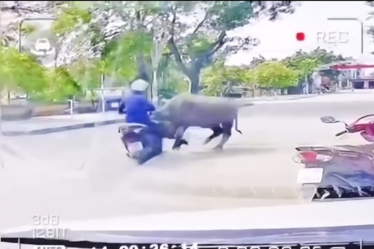 Trâu “điên” húc gãy xương sườn người phụ nữ đi đường