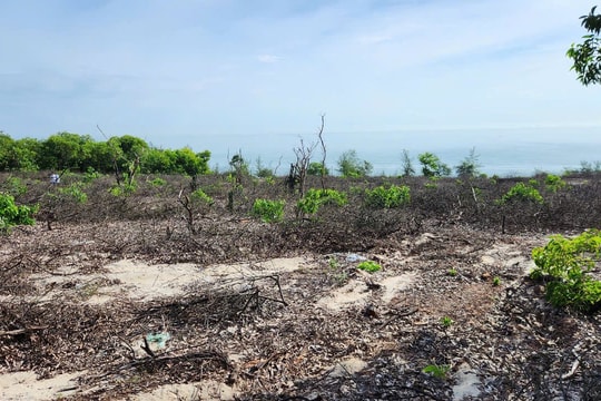 Huế báo cáo Thủ tướng vụ hơn 1.400 cây rừng phòng hộ ven biển bị chặt hạ trái phép
