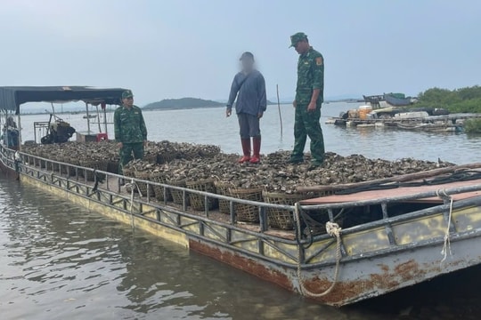 Bắt giữ đối tượng vận chuyển trái phép 4 tấn hàu