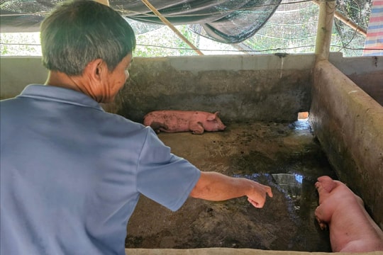 Lợn chết hàng loạt ở Nam Đông, nông dân Huế chủ động tiêu hủy