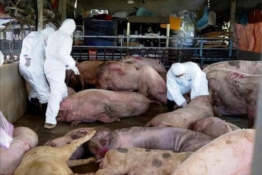 Kịp thời phát hiện hàng chục con lợn mắc dịch tả chuẩn bị đưa đi tiêu thụ