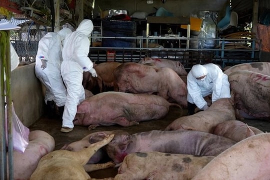Triển khai quyết liệt, đồng bộ các giải pháp phòng, chống bệnh Dịch tả lợn Châu Phi