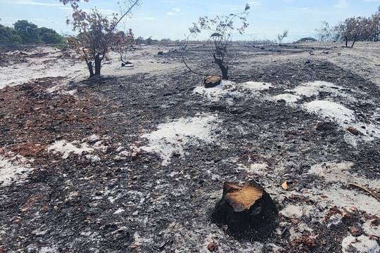 Huế: Cháy rừng dữ dội, gần 400 người tham gia dập lửa