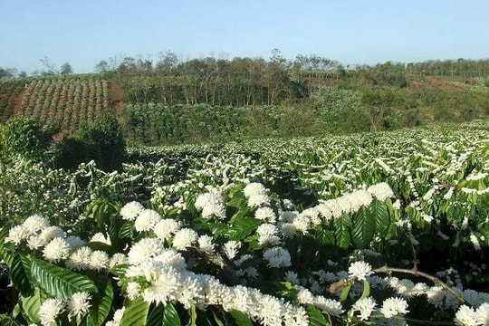 Cà phê Việt Nam xác lập vị thế mới trên bản đồ xuất khẩu toàn cầu