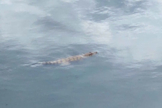 Đã bắt được con cá sấu ở kênh Nước Đen TP.HCM