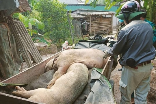 Nghệ An ra công văn hỏa tốc về dịch tả lợn Châu Phi