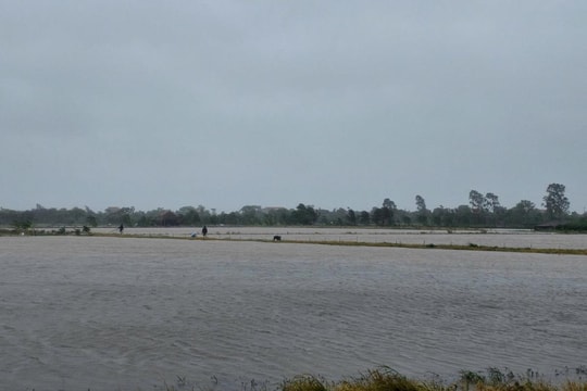 Ninh Bình: Hơn 65.000 ha lúa bị ngập trắng