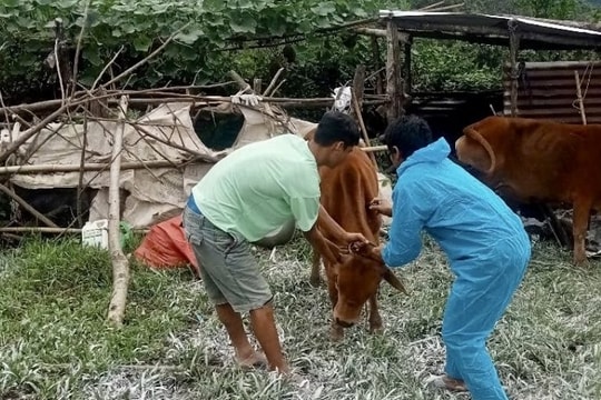 Dịch lở mồm long móng bùng phát tại Quảng Ngãi